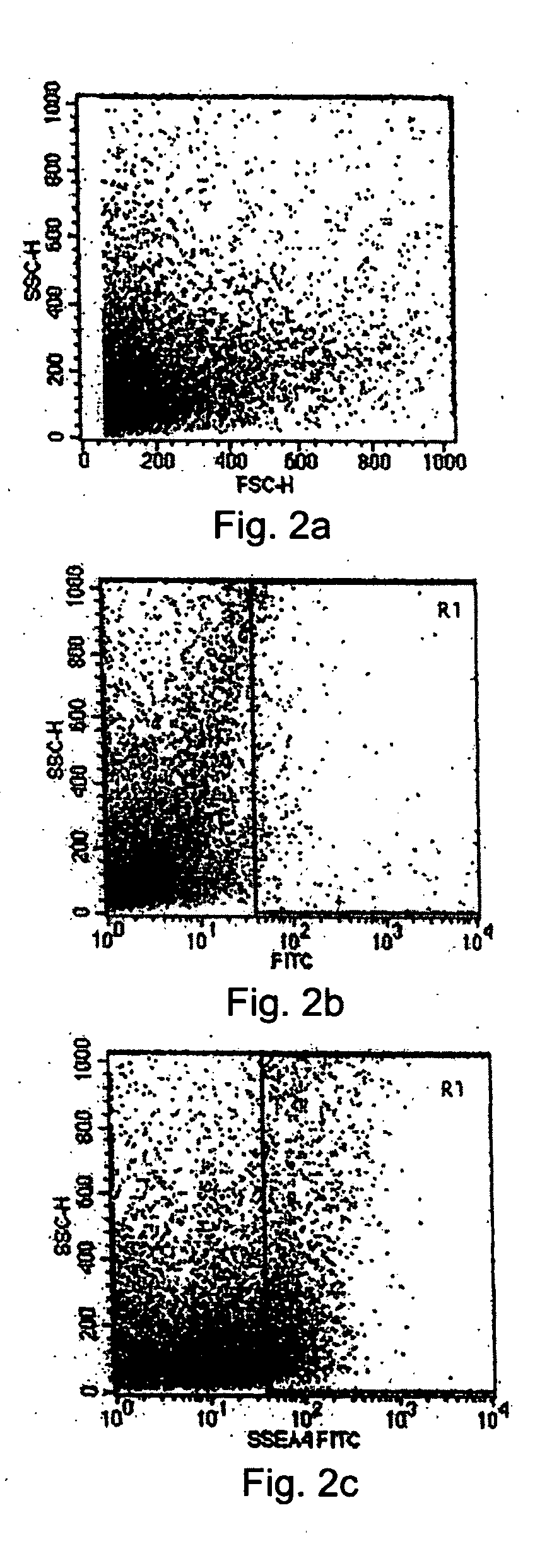 Tissue system with undifferentiated stem cells derived from corneal limbus