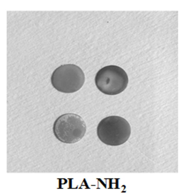 Self-assembled modified polylactic acid material of lysozyme and mushroom polysaccharide sulfate and preparation method thereof