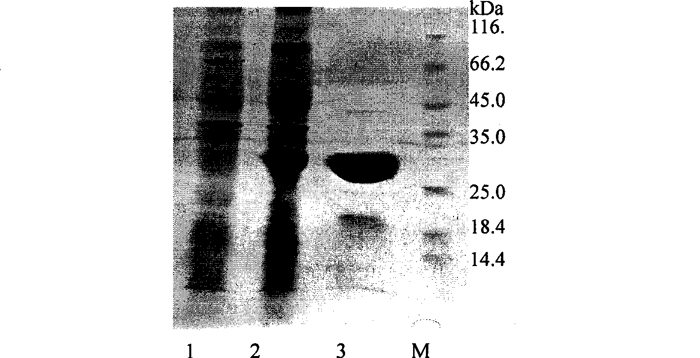 Procambarus clarki astacidin antibacterial peptide gene, coded antibacterial peptide thereof and use