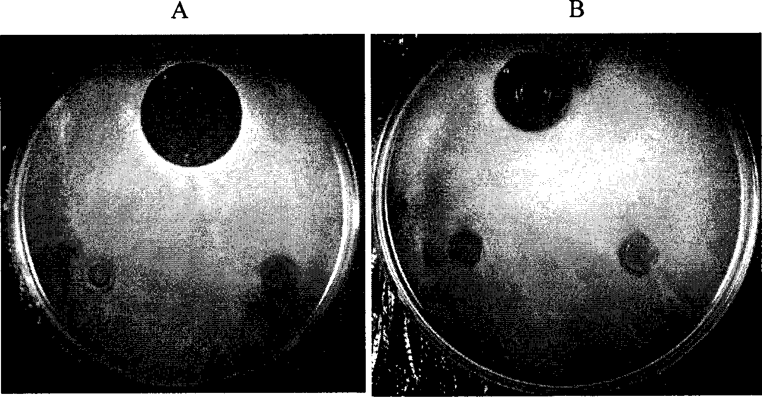 Procambarus clarki astacidin antibacterial peptide gene, coded antibacterial peptide thereof and use