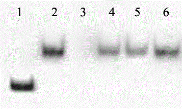 A rapid and sensitive method for the detection of small RNAs