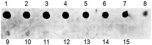 A rapid and sensitive method for the detection of small RNAs