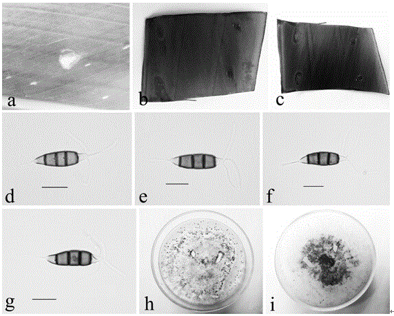 Method for selecting chemical agent for preventing and treating leave diseases of alpinia zerumbet