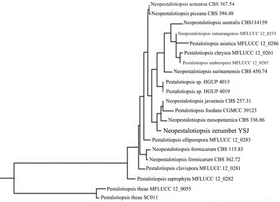 Method for selecting chemical agent for preventing and treating leave diseases of alpinia zerumbet