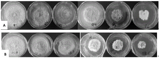 Method for selecting chemical agent for preventing and treating leave diseases of alpinia zerumbet