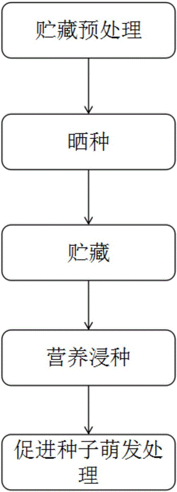 Seed treatment method for improving rice yield