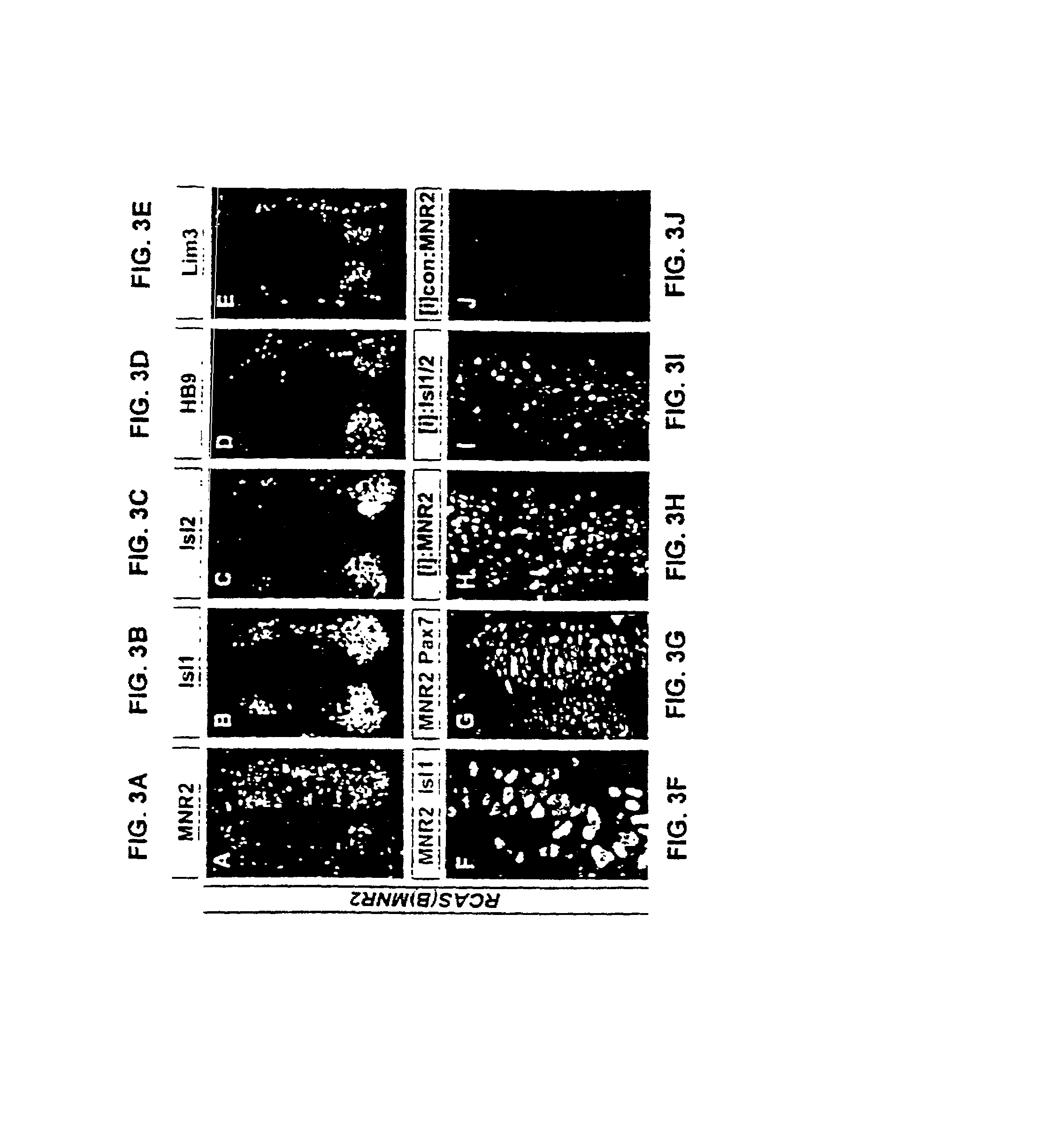 Gene encoding MNR2 and uses thereof