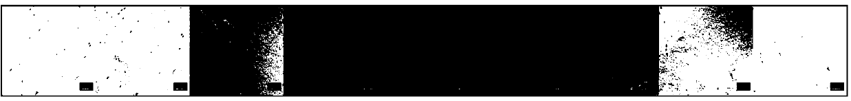 Preparation method of cellulose circular polarization thin film and cellulose linear polarization thin film and thin film products thereof