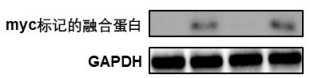 Lung cancer fusion gene nucleic acid detection quality control product based on CRSIPR-Cas9 technology and preparation method thereof