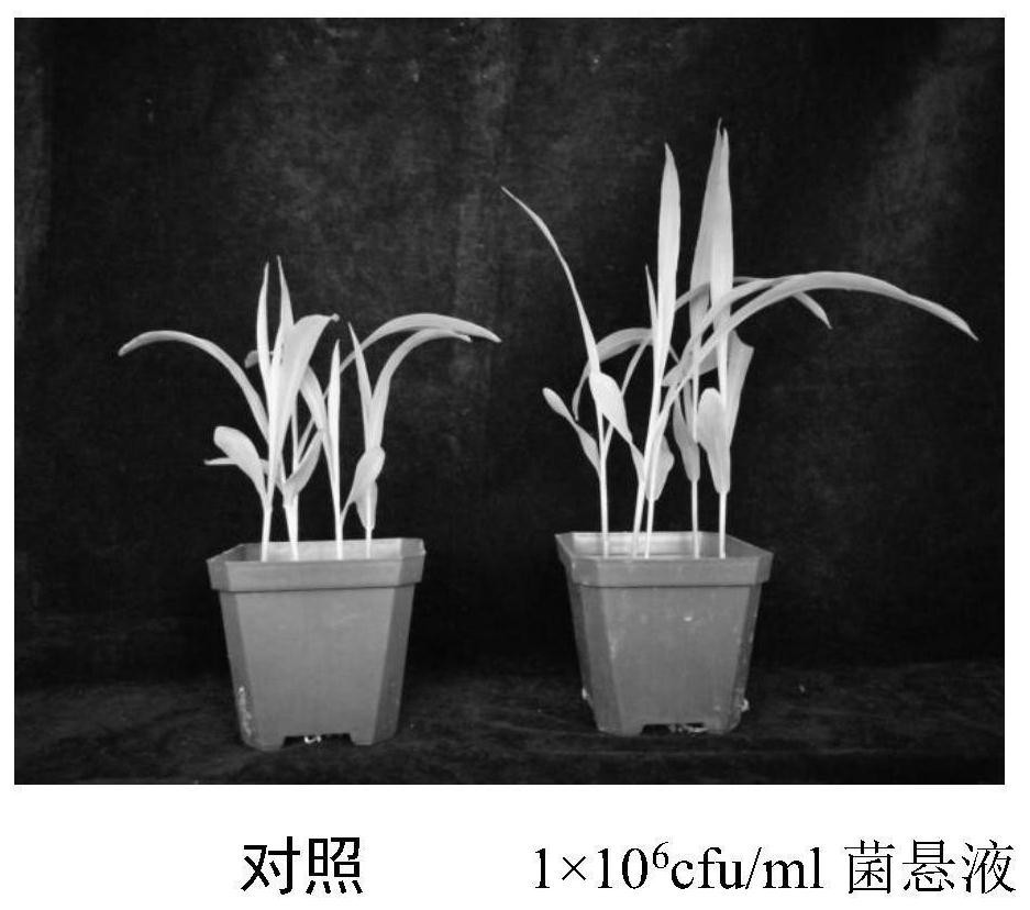 A method for improving salt-alkali tolerance of corn seedlings and improving the physical and chemical properties of corn seedling rhizosphere soil