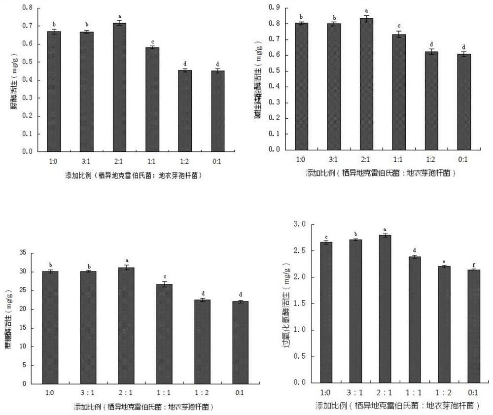 A method for improving salt-alkali tolerance of corn seedlings and improving the physical and chemical properties of corn seedling rhizosphere soil