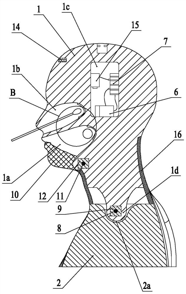 Oropharynx swab and nasopharynx swab nucleic acid sampling training model and training method