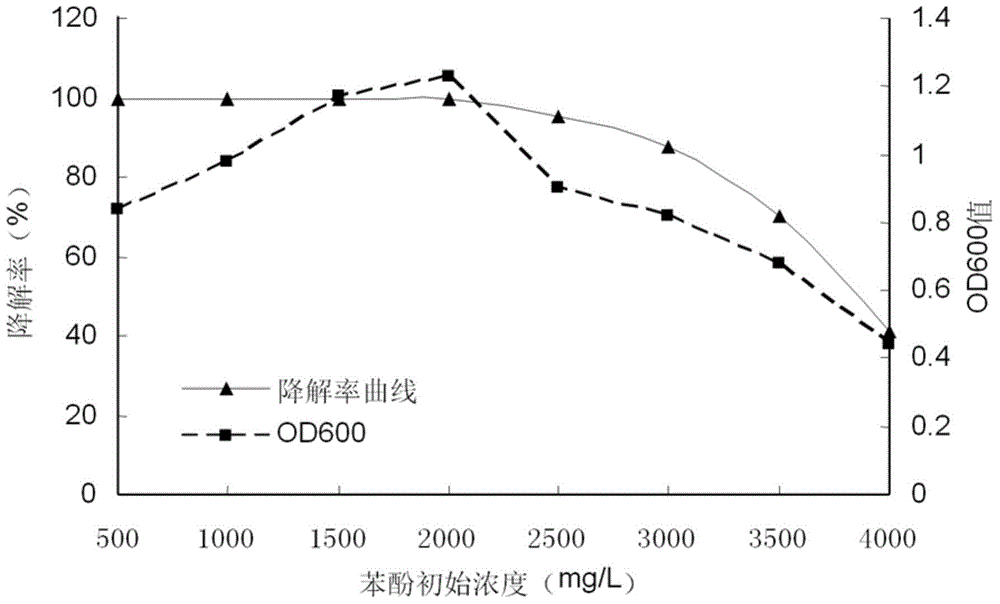 Microbacterium sp. strain and application thereof