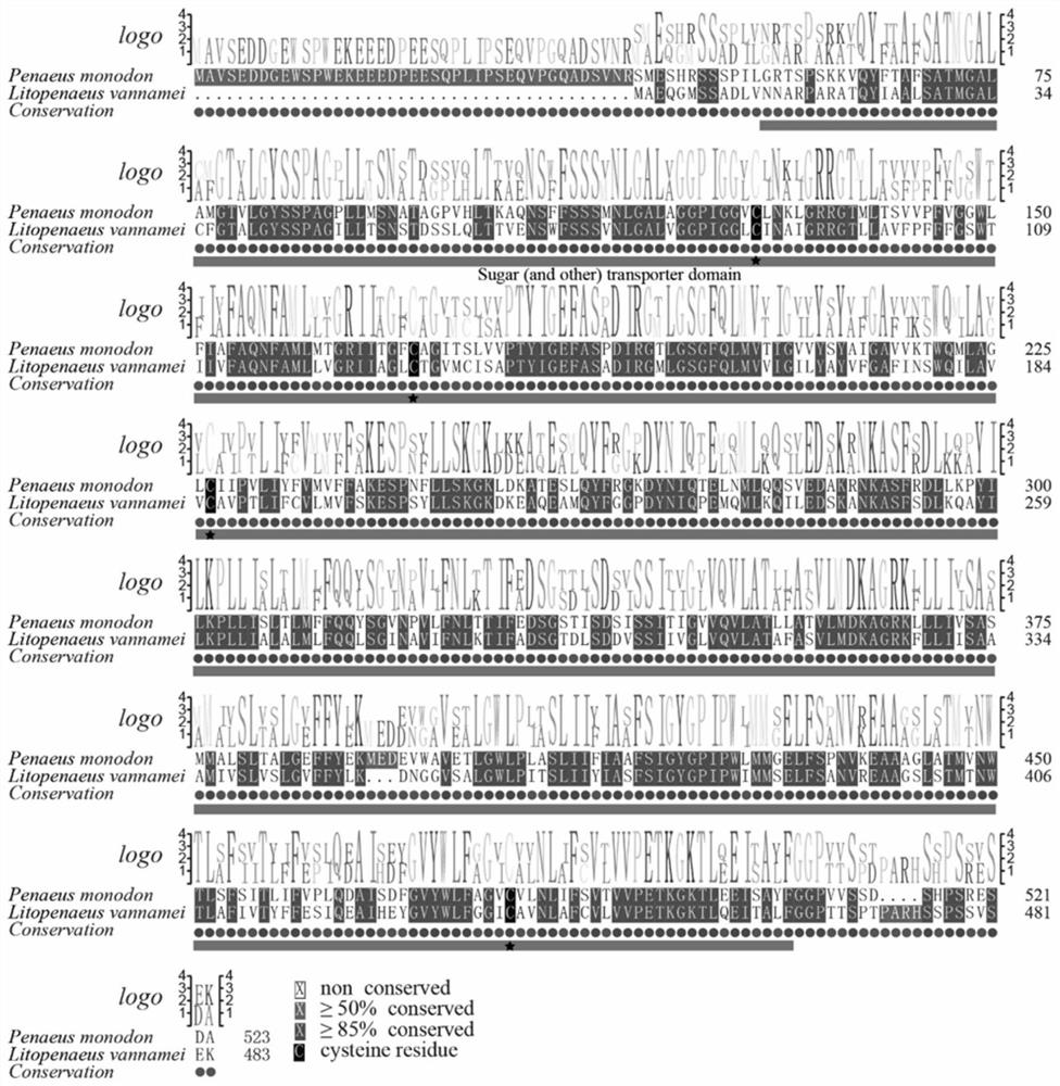 Penaeus monodon Pm GLUT2 gene and application thereof