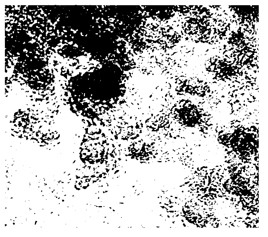 Preparation method and application of carbon nanomaterial-immunostimulatory sequence compound