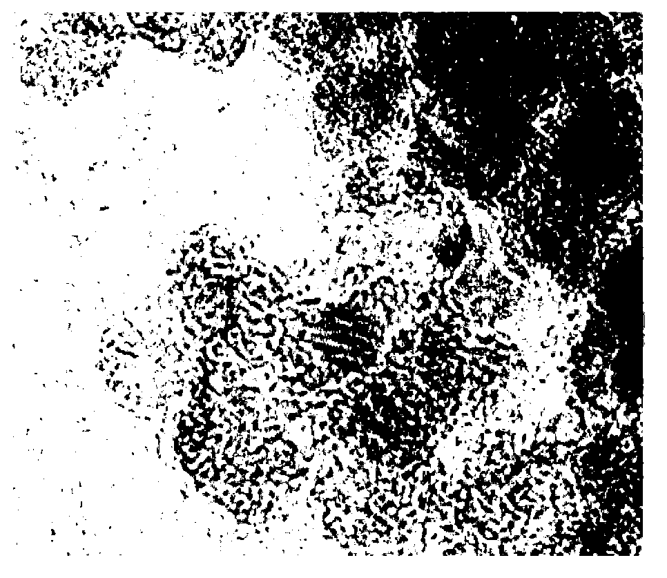 Preparation method and application of carbon nanomaterial-immunostimulatory sequence compound