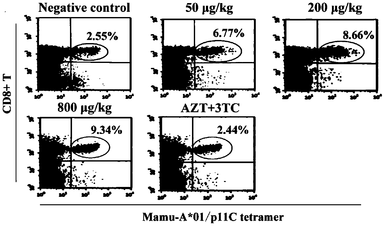 VMIP-II for inducing dephosphorylation of CD8&lt;+&gt; T cells to form Tcm and application of vMIP-II in medicines