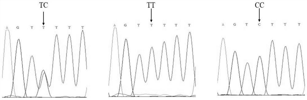 Application of pig SNP (Single Nucleotide Polymorphism) molecular marker in screening of reproductive traits and breeding of pigs