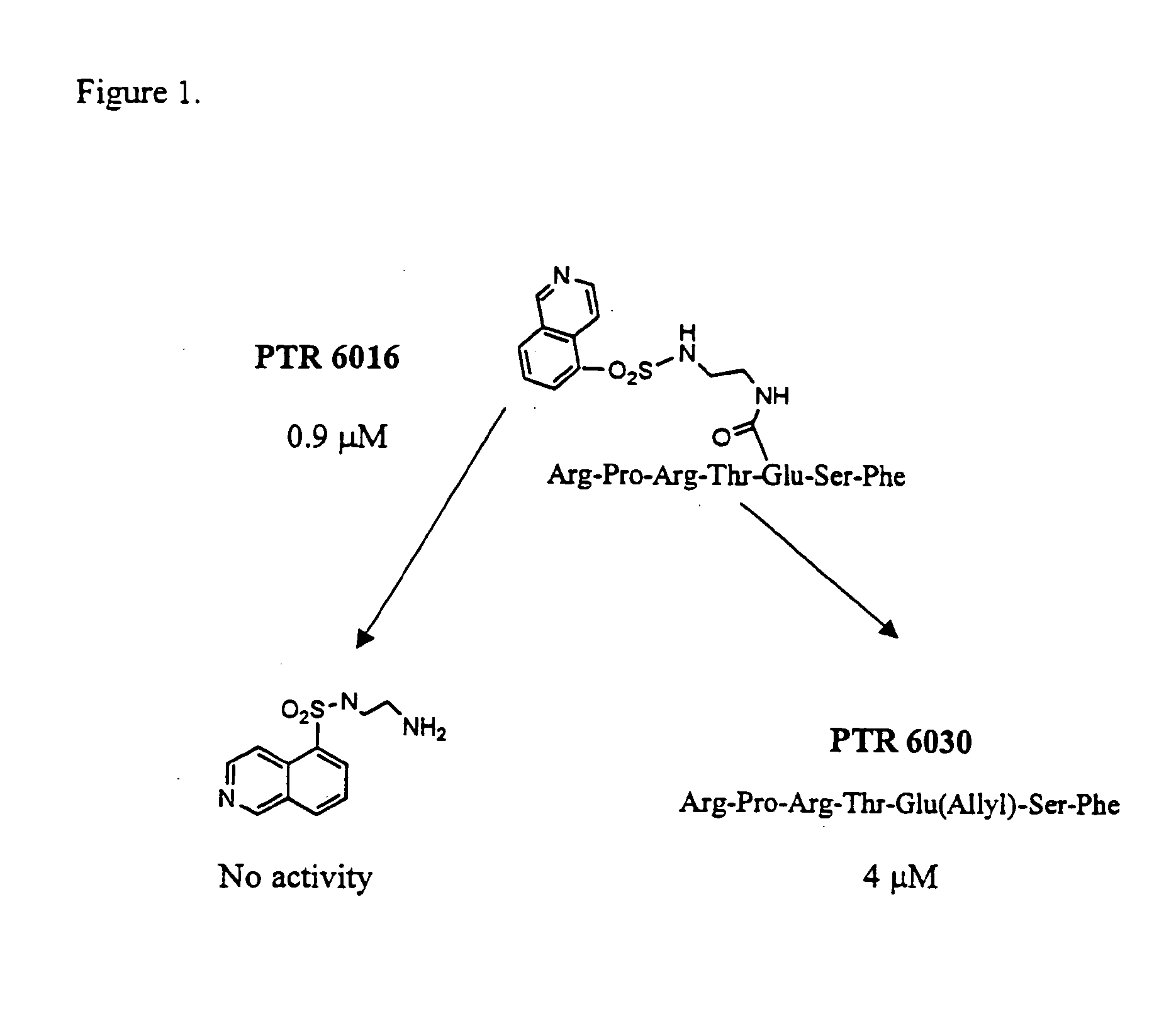 Protein kinase inhibitors comprising ATP mimetics conjugated to peptides or pertidomimetics