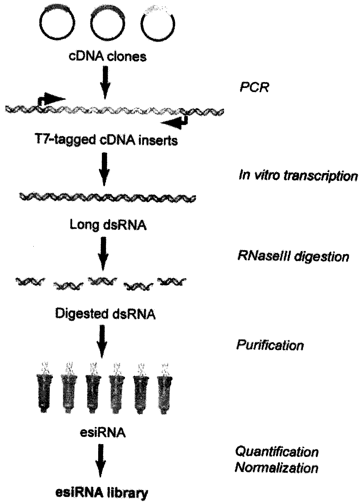 Method for simply and quickly preparing ready-to-use esiRNA