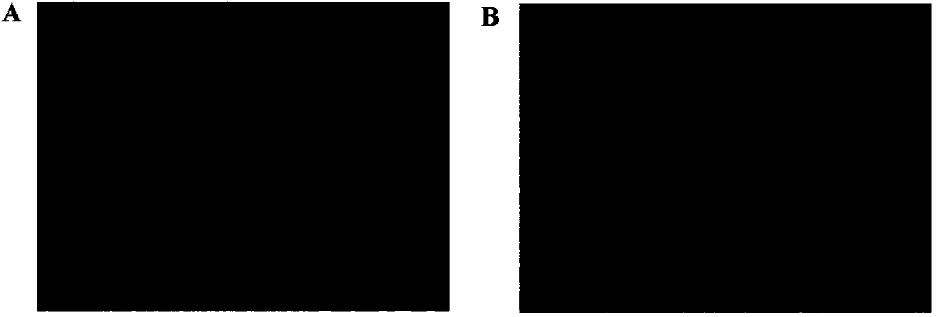 Novel use of dimethyloxalglycine and mesenchymal stem cell separation method