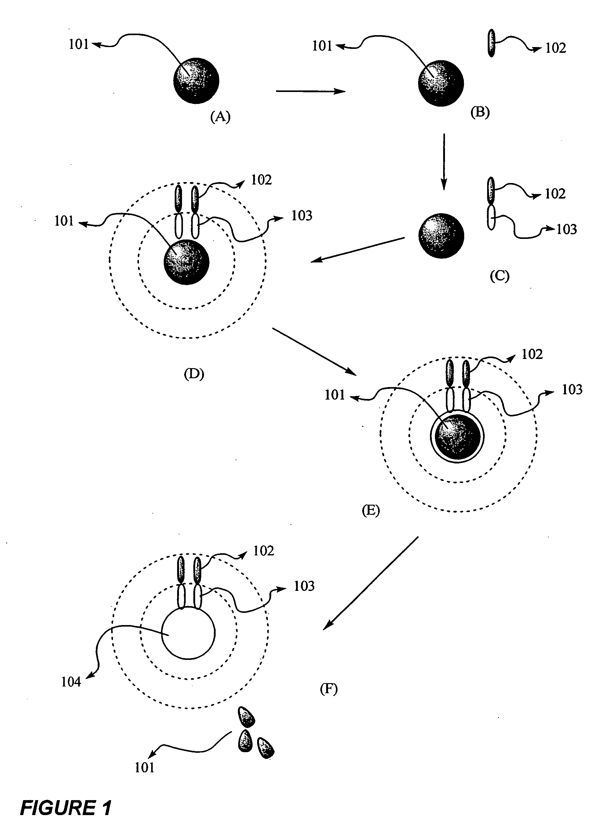 Hollow nano-particles and method thereof