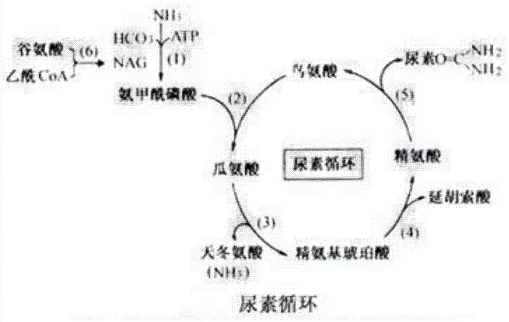 Arginase derived from Cordyceps Chinese Hirsutella, coding gene and application thereof