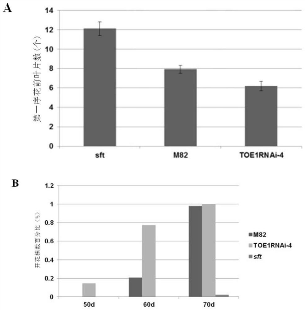 Application of sltoe1 Gene in Regulating Tomato Flowering Time and Yield