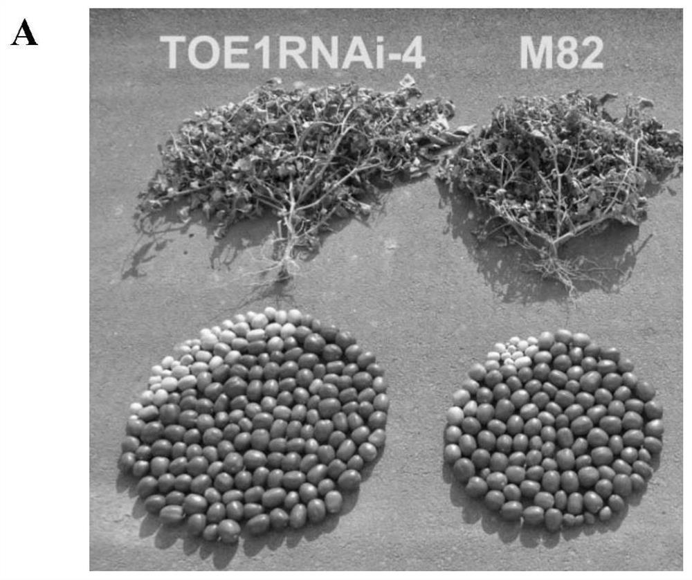 Application of sltoe1 Gene in Regulating Tomato Flowering Time and Yield