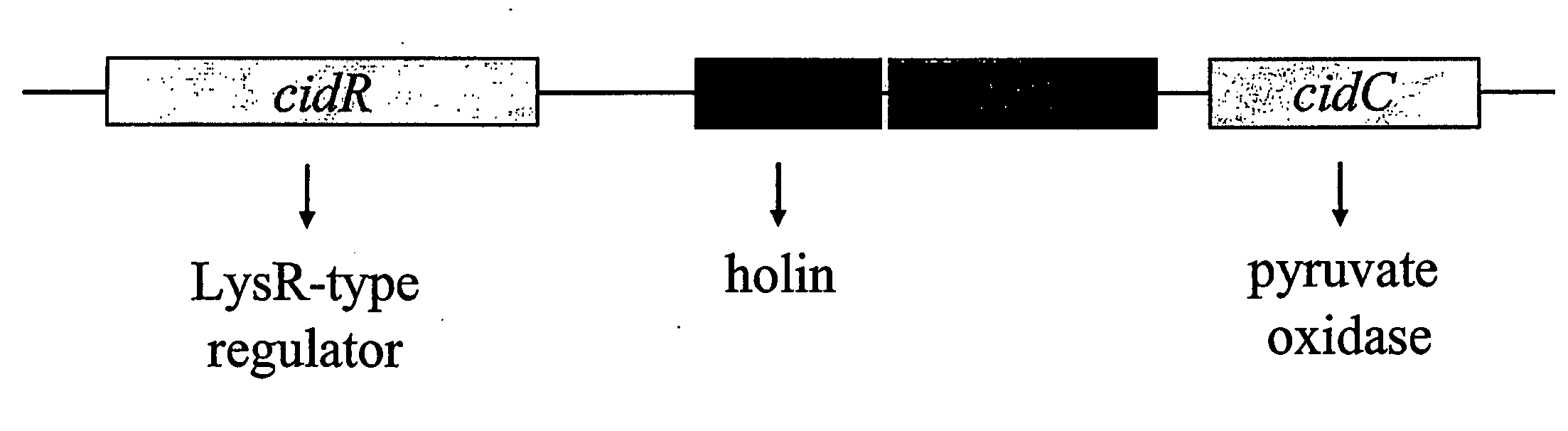 Methods for Altering Acetic Acid Production and Enhancing Cell Death in Bacteria