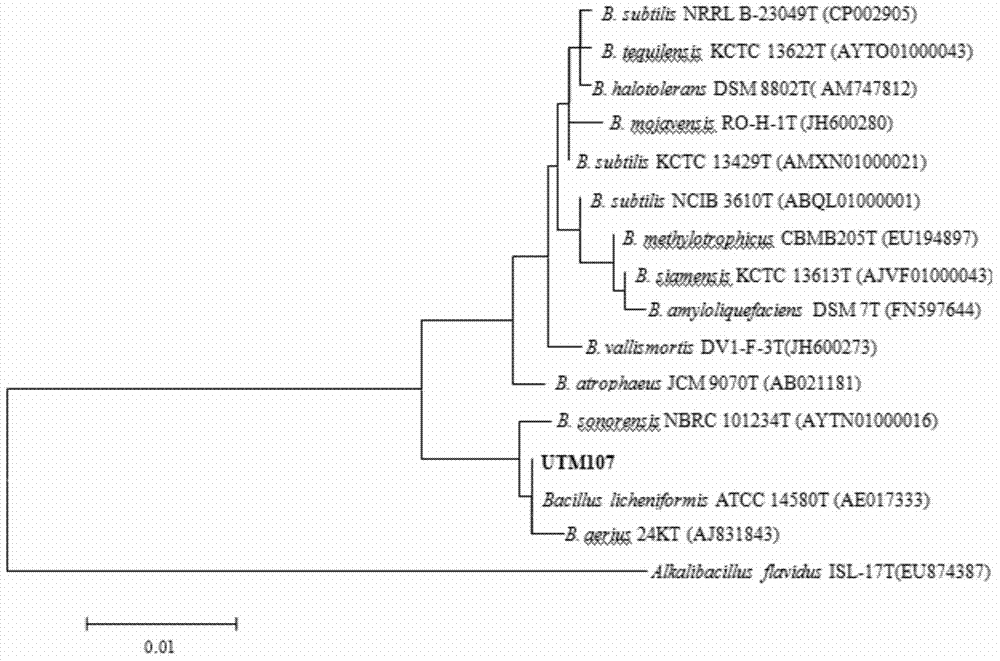 Bacillus licheniformis UTM107 producing high-temperature-resistant keratinase and application thereof