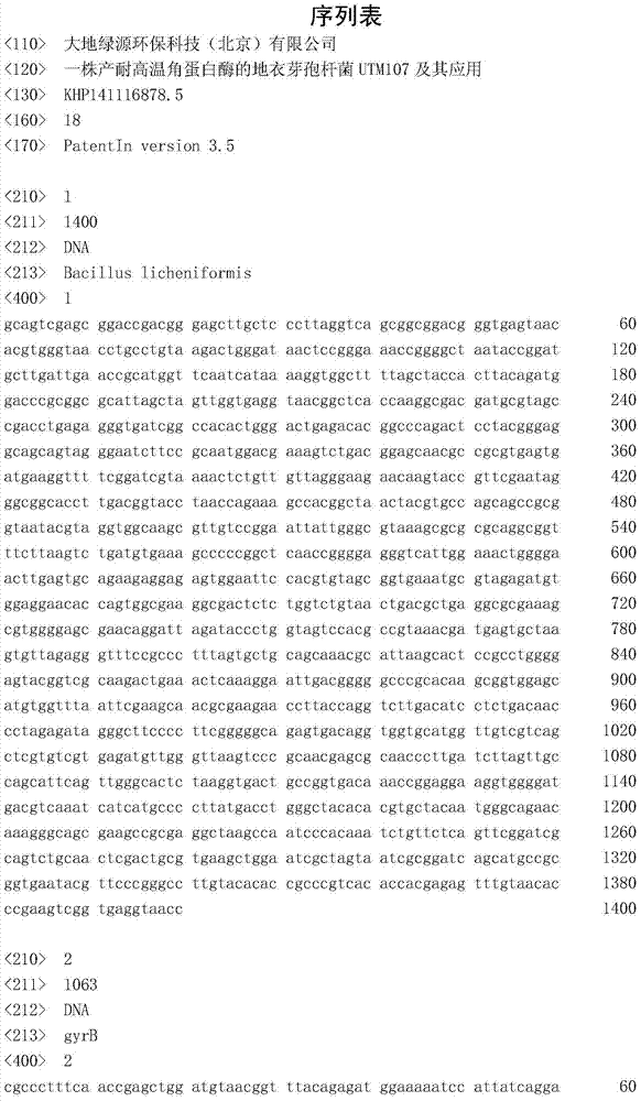 Bacillus licheniformis UTM107 producing high-temperature-resistant keratinase and application thereof