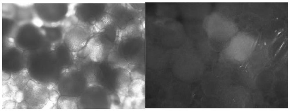 Protein for specific targeted fish egg cell transportation and preparation method and application thereof