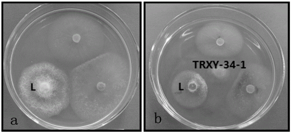 Application of sophora tonkinensis endophytic fungus TRXY-34-1 in prevention and treatment of panax notoginseng black spot