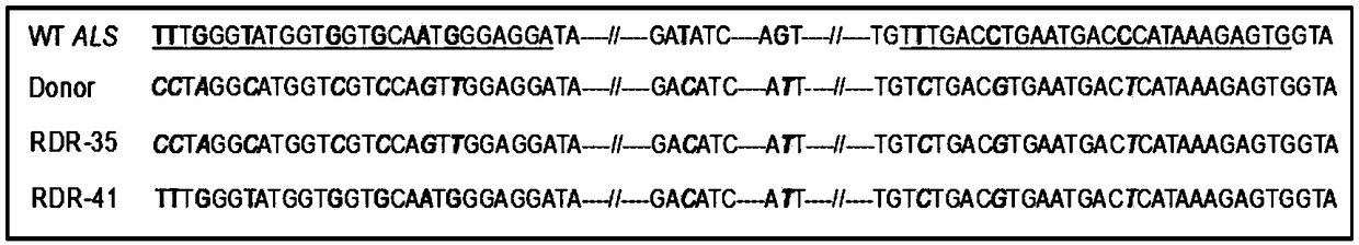 CRISPR/Cpf1 system-mediated homologous recombination method using RNA transcript as repair template