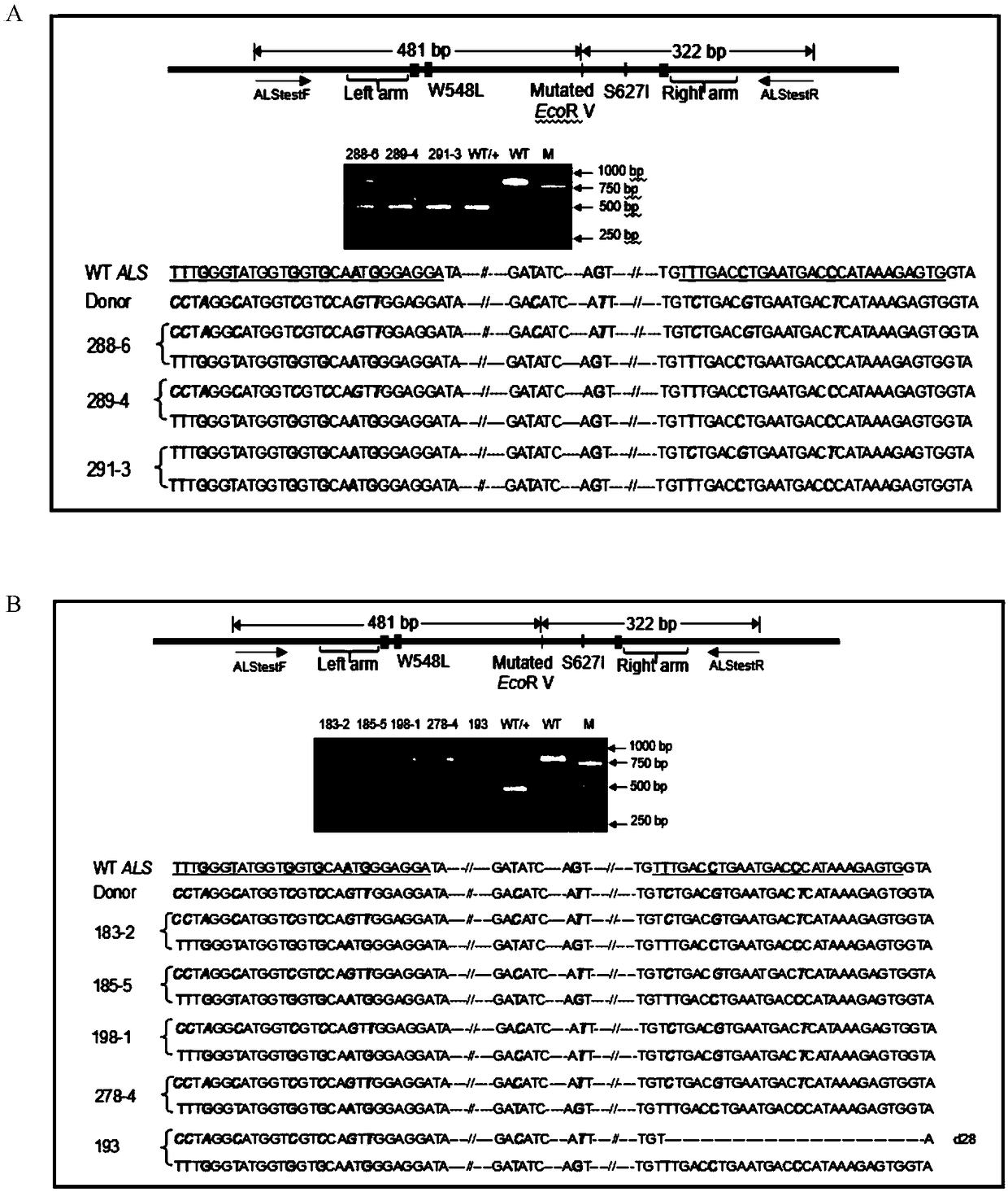 CRISPR/Cpf1 system-mediated homologous recombination method using RNA transcript as repair template