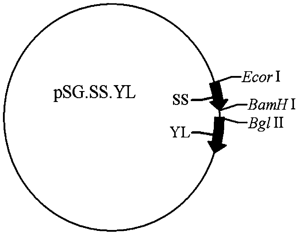 A kind of contraceptive DNA vaccine and preparation method thereof