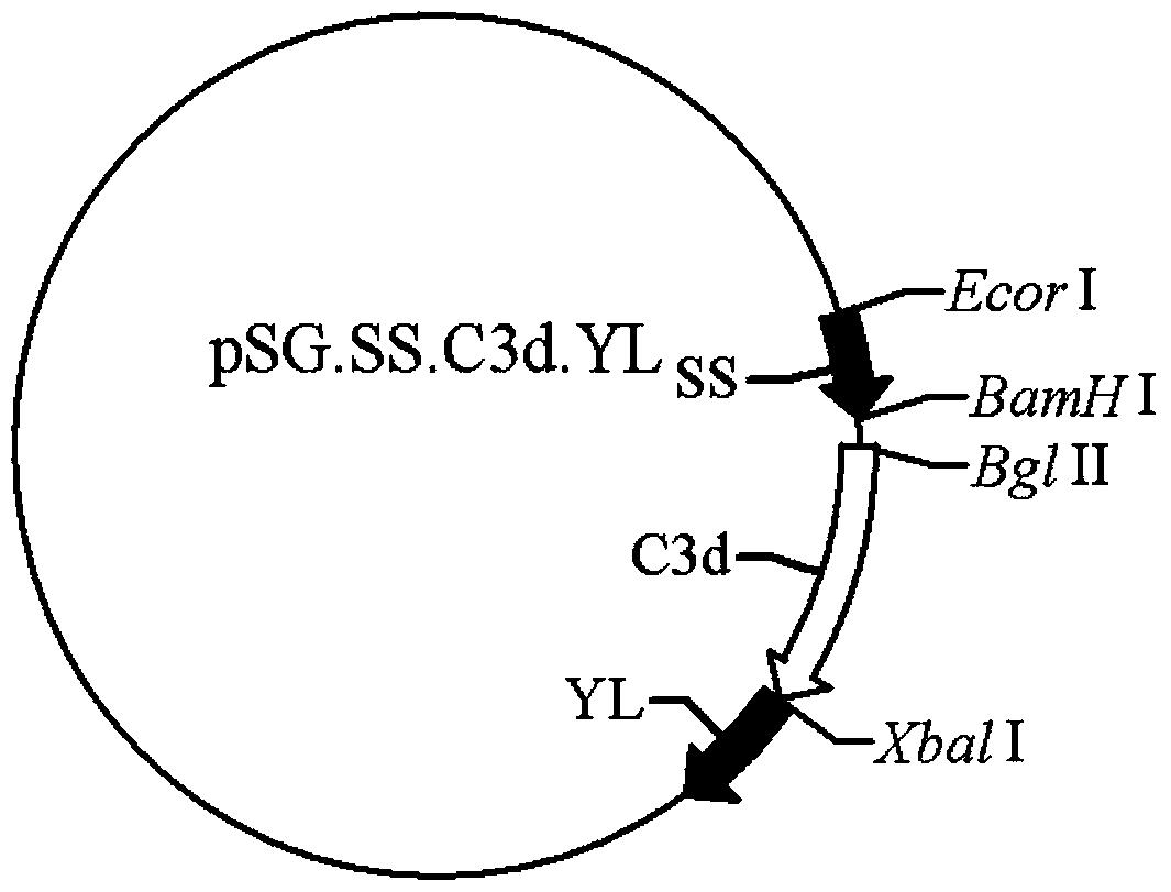 A kind of contraceptive DNA vaccine and preparation method thereof