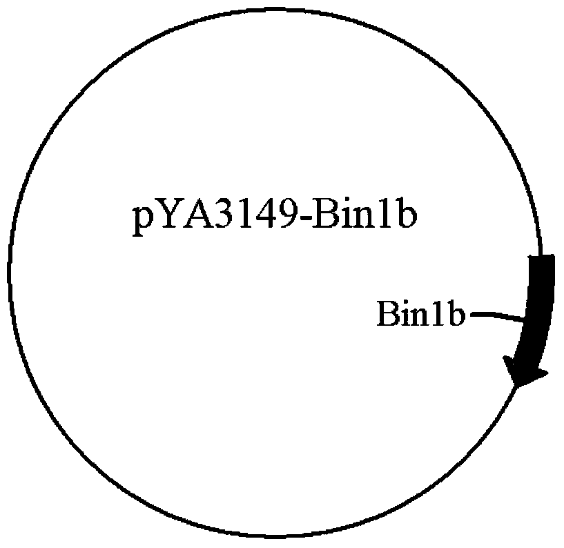 A kind of contraceptive DNA vaccine and preparation method thereof