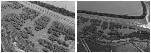 Method for planting mangrove forest in deep water bare beach