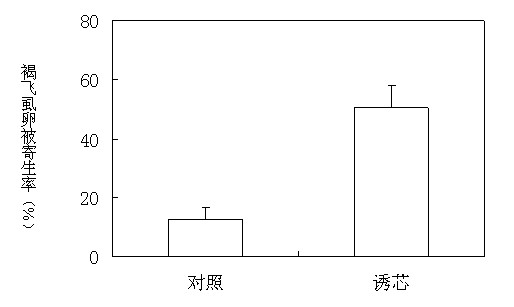 Anagrus nilaparvatae attractant