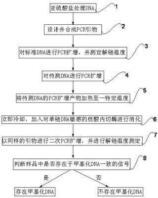 Methylated DNA detection method based on melting curve