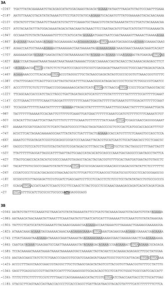 Identification and applications of plant anther-specific expression promoter pTaASG036