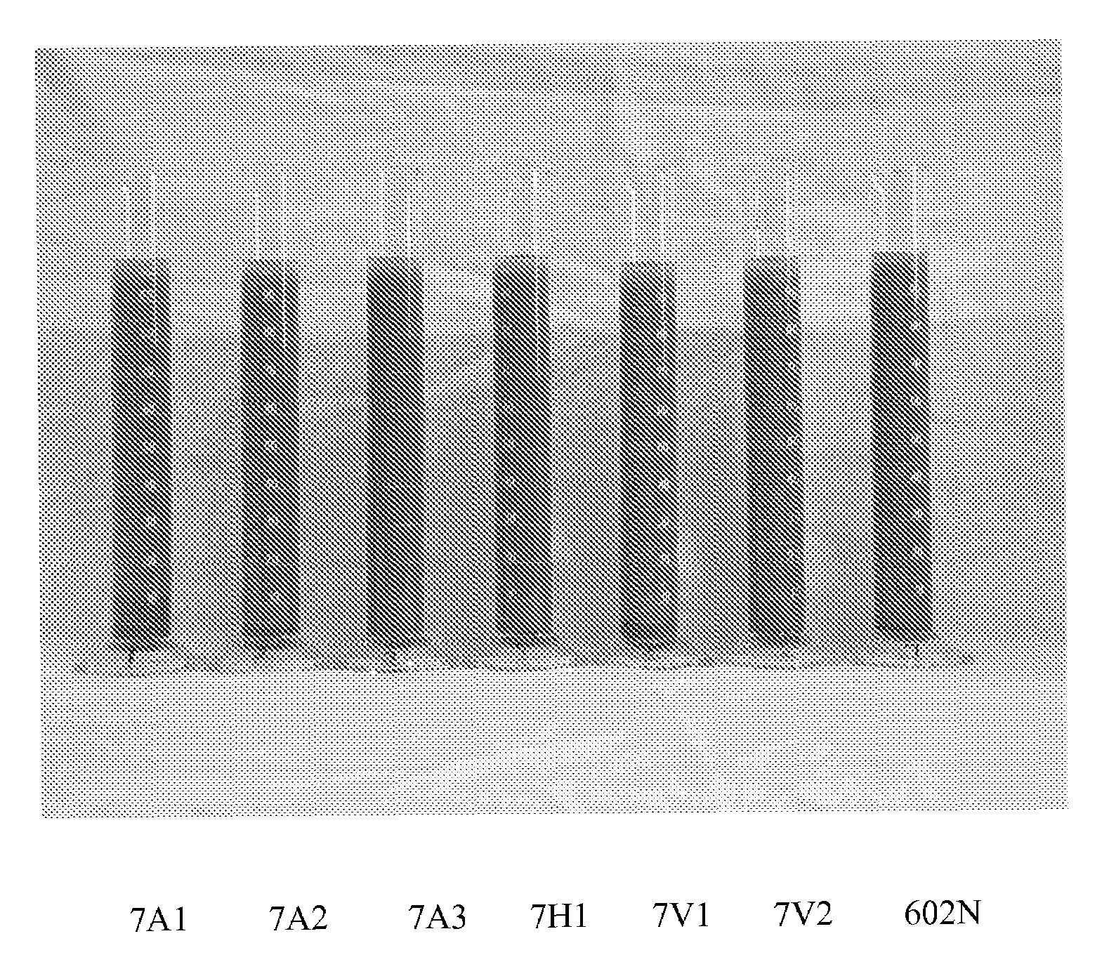 Modified polysaccharides