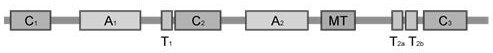 Novel non-ribosome polypeptide synthetase resolution expression method