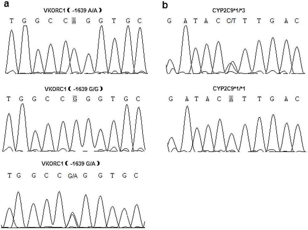 Kit for rapidly detecting warfarin individualized medication related gene SNP sites, and its detection method