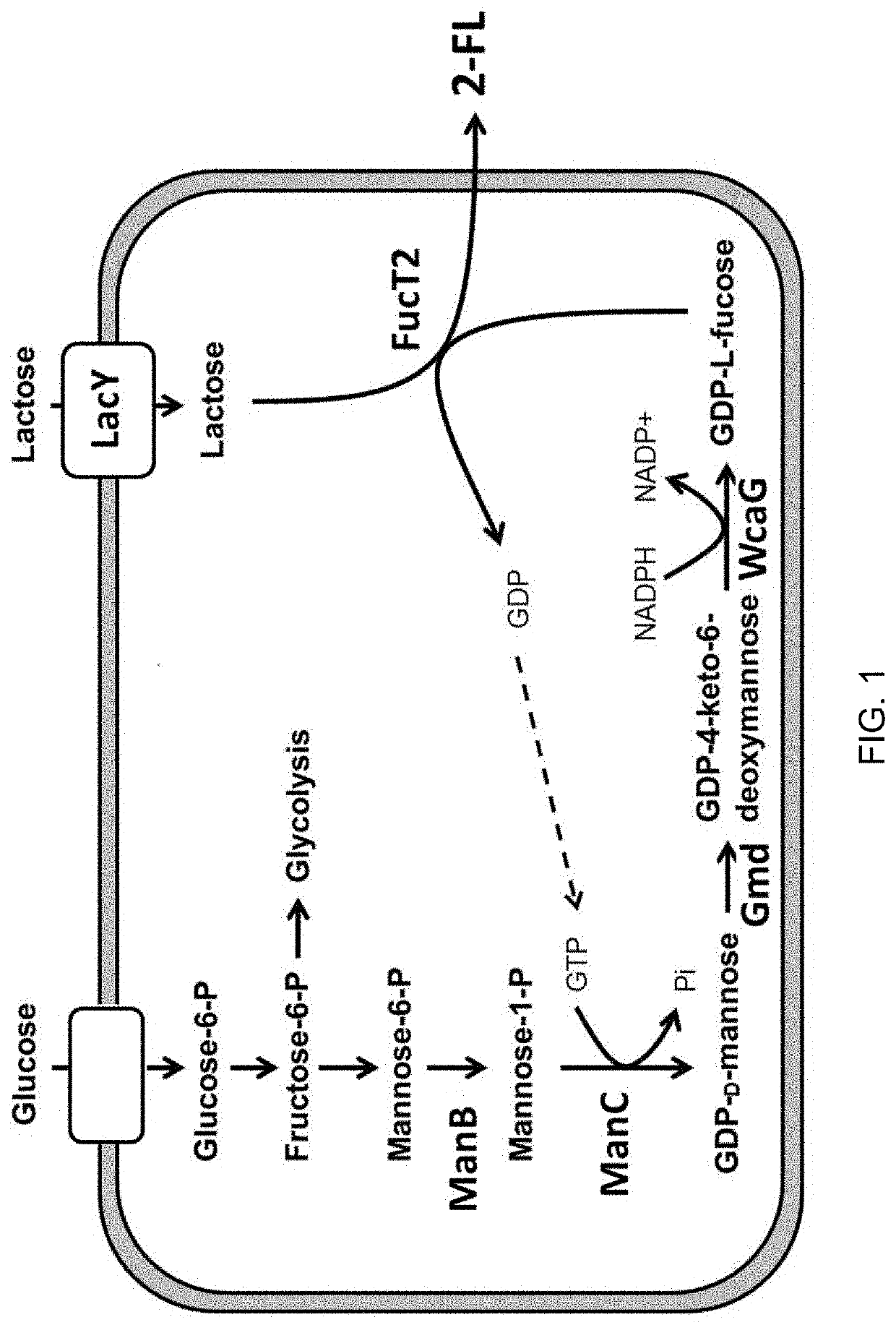 Corynebacterium glutamicum for use in producing 2'-fucosyllactose