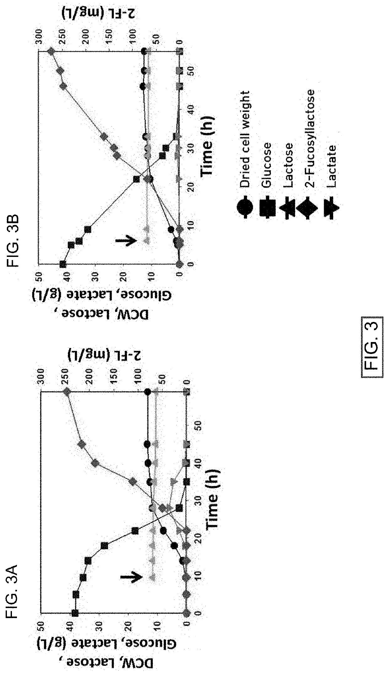 Corynebacterium glutamicum for use in producing 2'-fucosyllactose