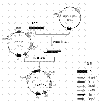 Chicken Eimeria tenella actin depolymerizing factor (ADF) recombinant bacillus calmette-guerin and preparation method thereof