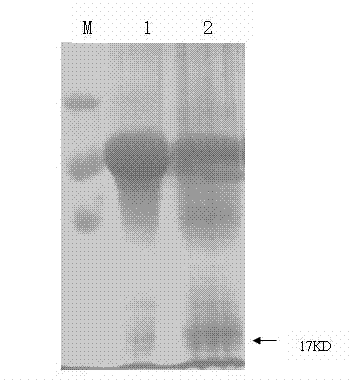 Chicken Eimeria tenella actin depolymerizing factor (ADF) recombinant bacillus calmette-guerin and preparation method thereof